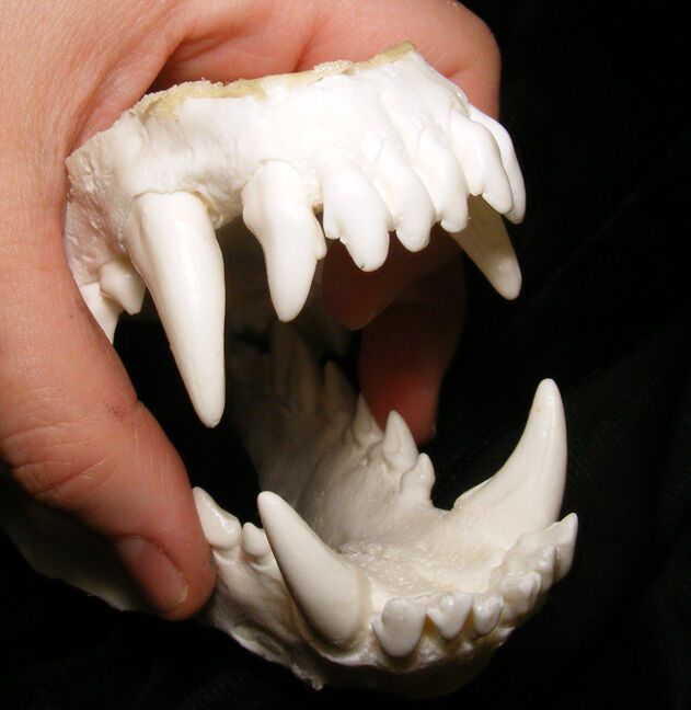 Wolf Dog Hybrid Jaws Teeth Cast Taxidermy